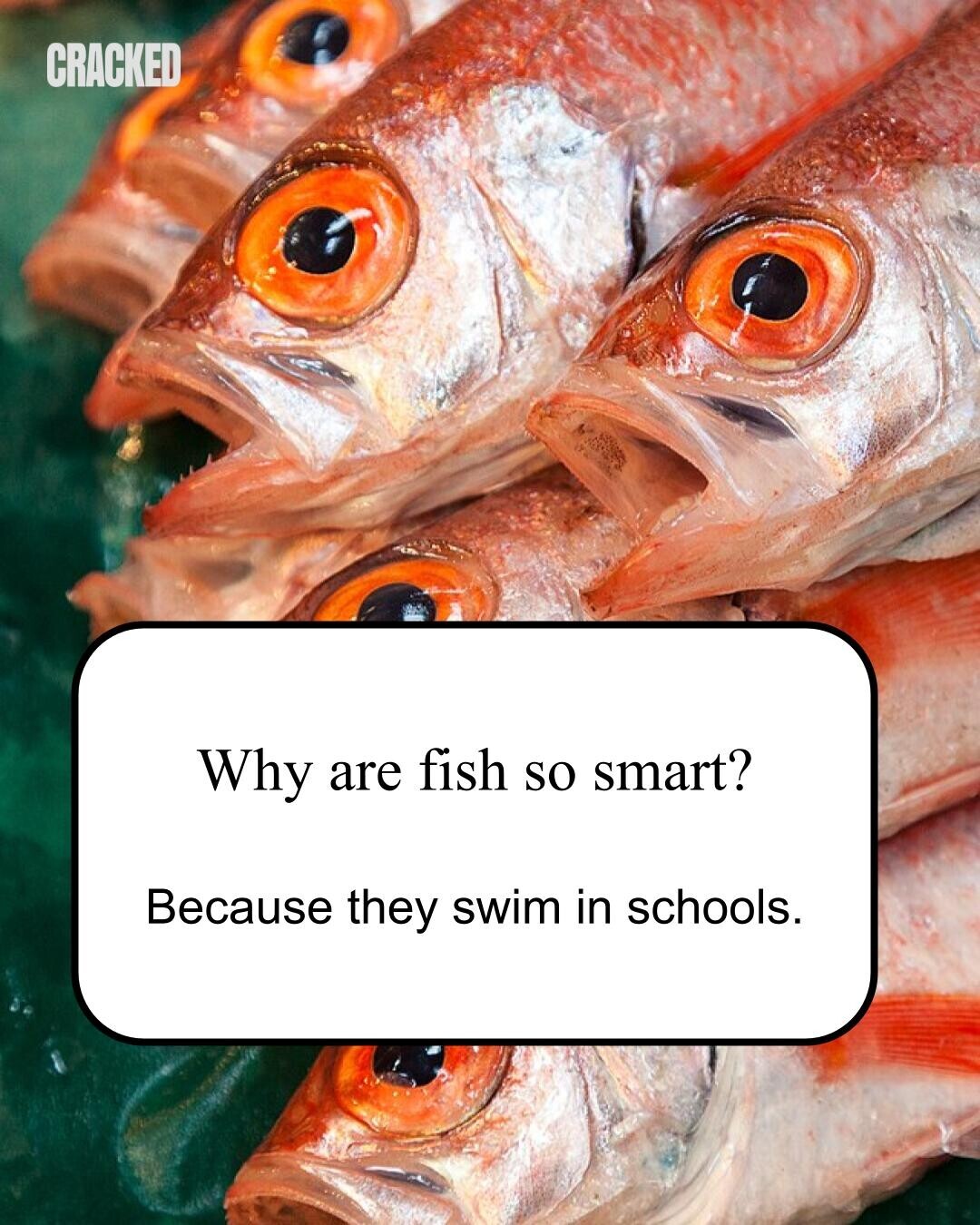 CRACKED Why are fish so smart? Because they swim in schools. 