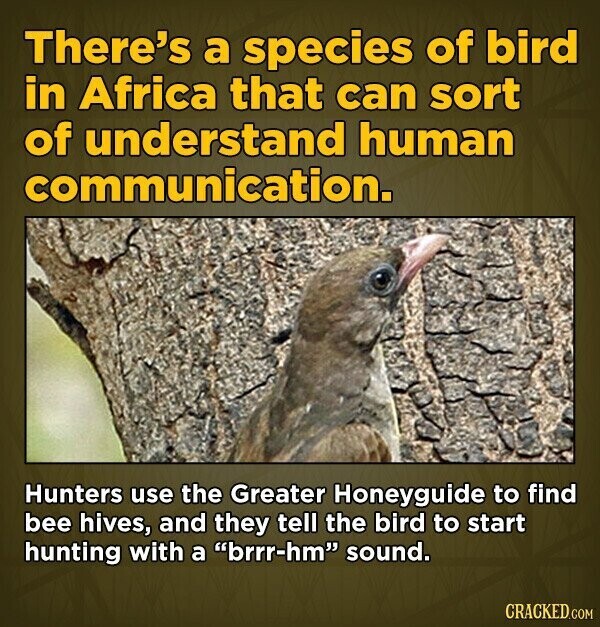 There's a species of bird in Africa that can sort of understand human communication. Hunters use the Greater Honeyguide to find bee hives, and they tell the bird to start hunting with a brrr-hm sound. CRACKED.COM