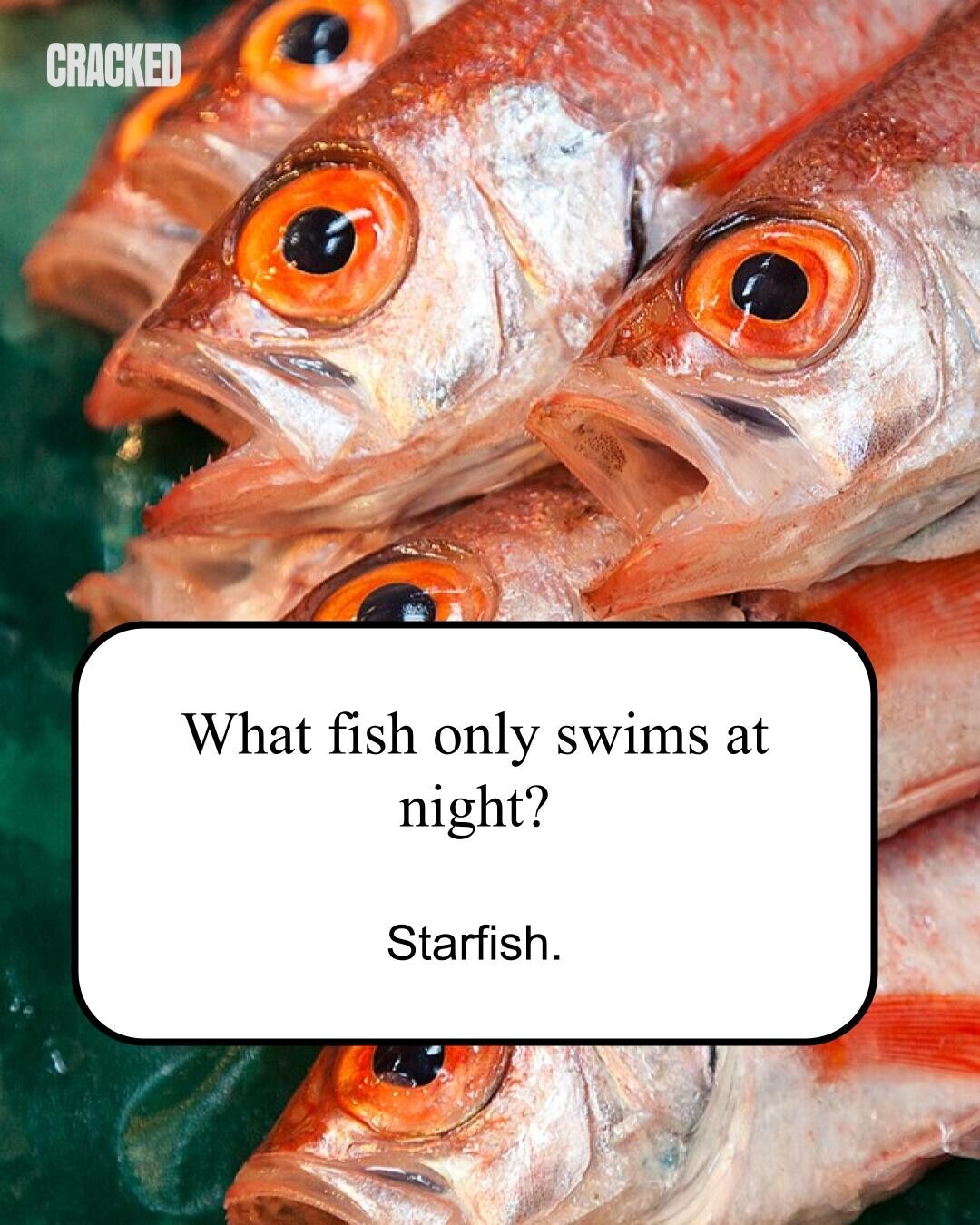 CRACKED What fish only swims at night? Starfish. 