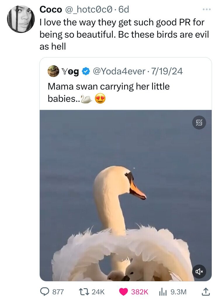 Coco @_hotc0c0.6d ... I love the way they get such good PR for being so beautiful. Вс these birds are evil as hell @Yoda4ever 7/19/24 Yeg Mama swan carrying her little babies.. CC 877 24K 382K 9.3M
