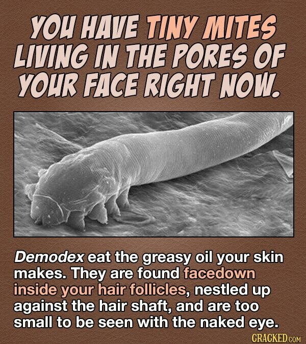 YOU HAVE TINY MITES LIVING IN THE PORES OF YOUR FACE RIGHT NOW. Demodex eat the greasy oil your skin makes. They are found facedown inside your hair follicles, nestled up against the hair shaft, and are too small to be seen with the naked eye. CRACKED.COM