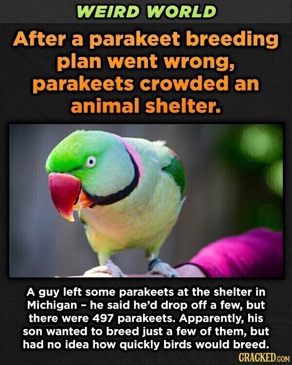 WEIRD WORLD After a parakeet breeding plan went wrong, parakeets crowded an animal shelter. A guy left some parakeets at the shelter in Michigan - he said he'd drop off a few, but there were 497 parakeets. Apparently, his son wanted to breed just a few of them, but had no idea how quickly birds would breed. CRACKED.COM
