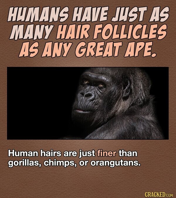 HUMANS HAVE JUST AS MANY HAIR FOLLICLES AS ANY GREAT APE. Human hairs are just finer than gorillas, chimps, or orangutans. CRACKED COM