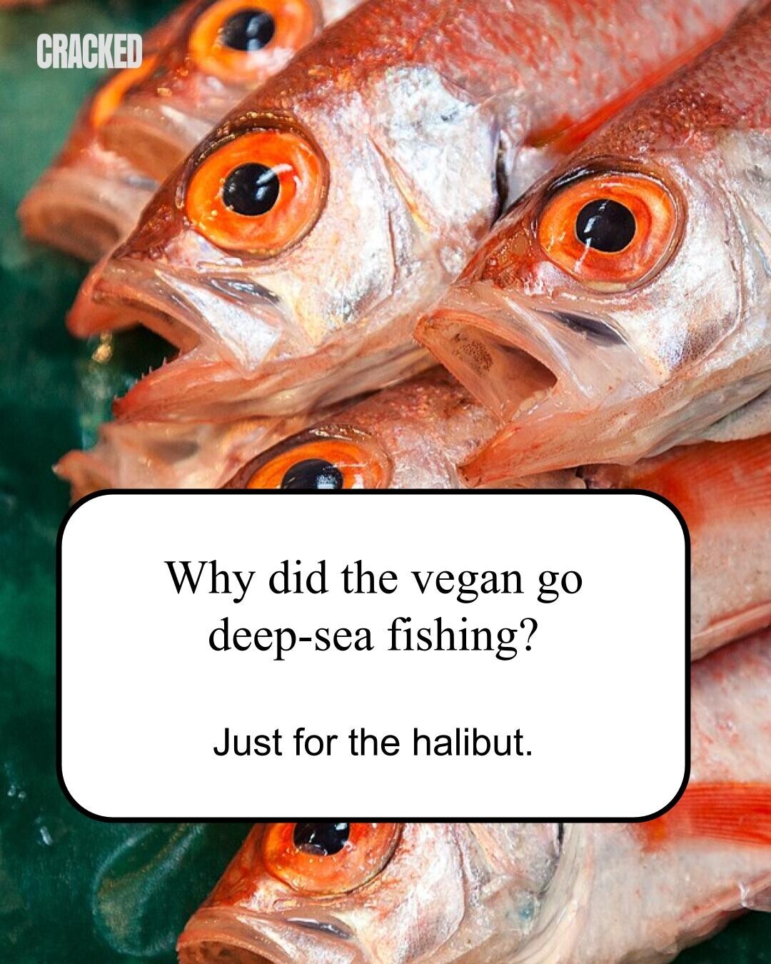 CRACKED Why did the vegan go deep-sea fishing? Just for the halibut. 