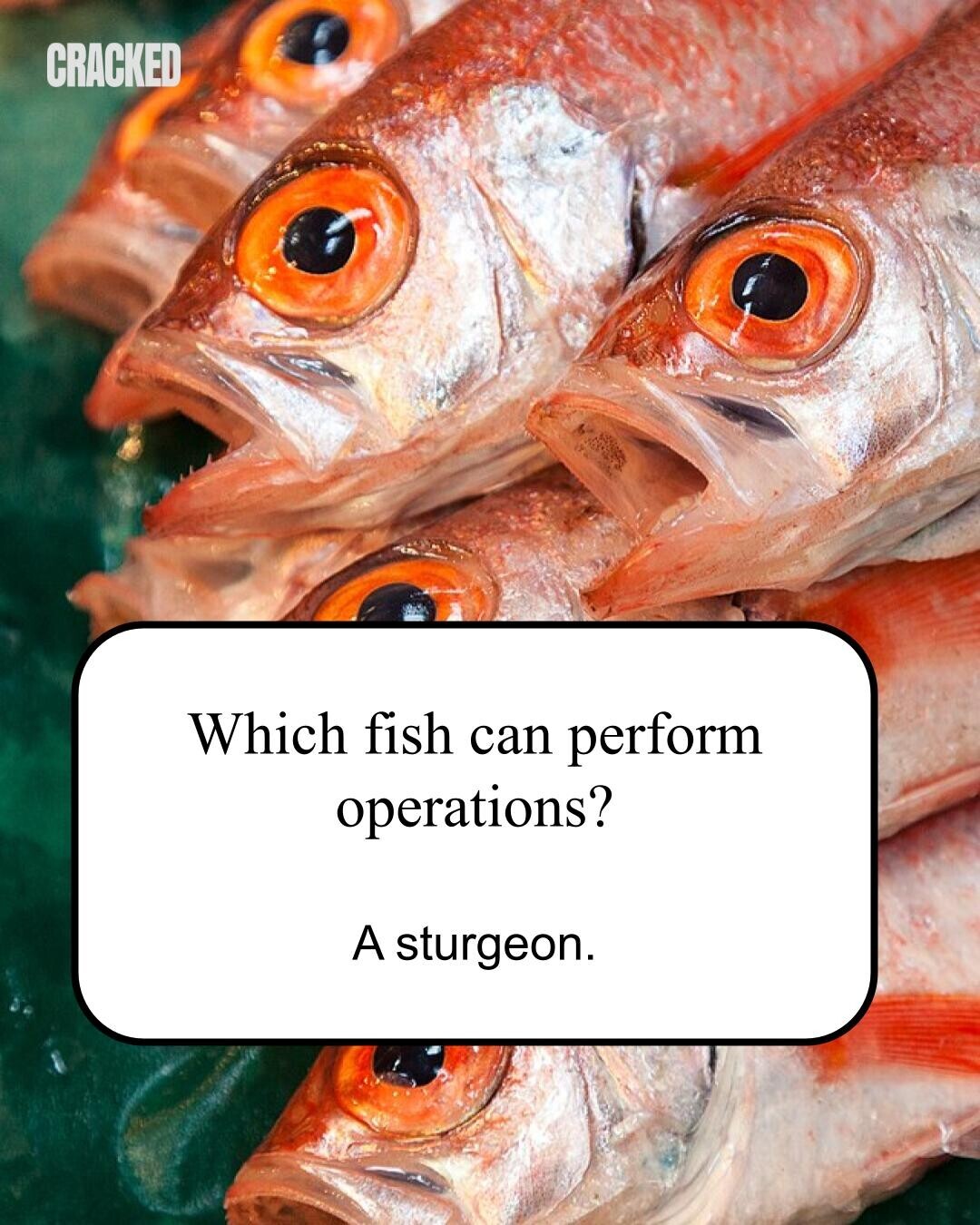 CRACKED Which fish can perform operations? A sturgeon. 