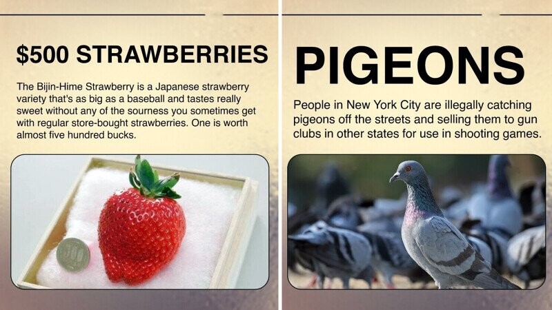 13 Small Businesses That Succeeded Despite Objectively Flimsy Business Plans