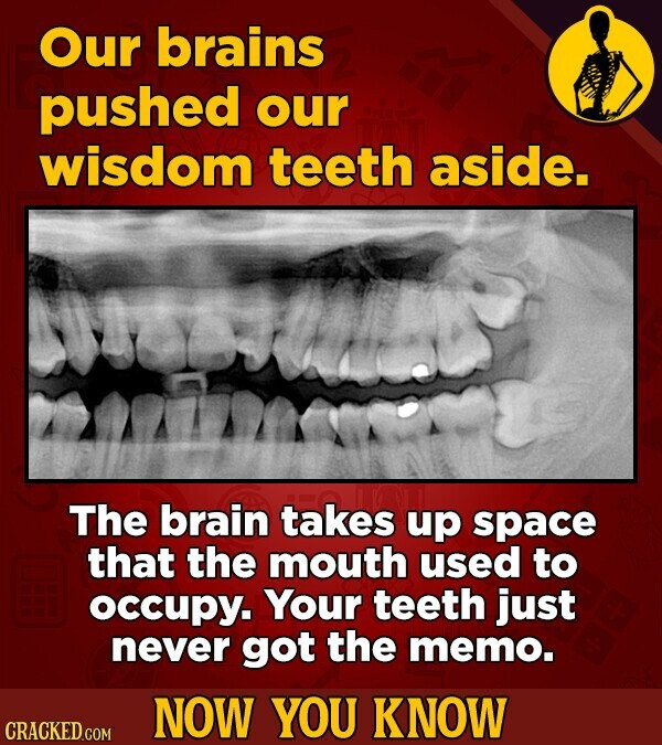 Our brains pushed our wisdom teeth aside. The brain takes up space that the mouth used to occupy. Your teeth just never got the memo. NOW YOU KNOW CRACKED.COM