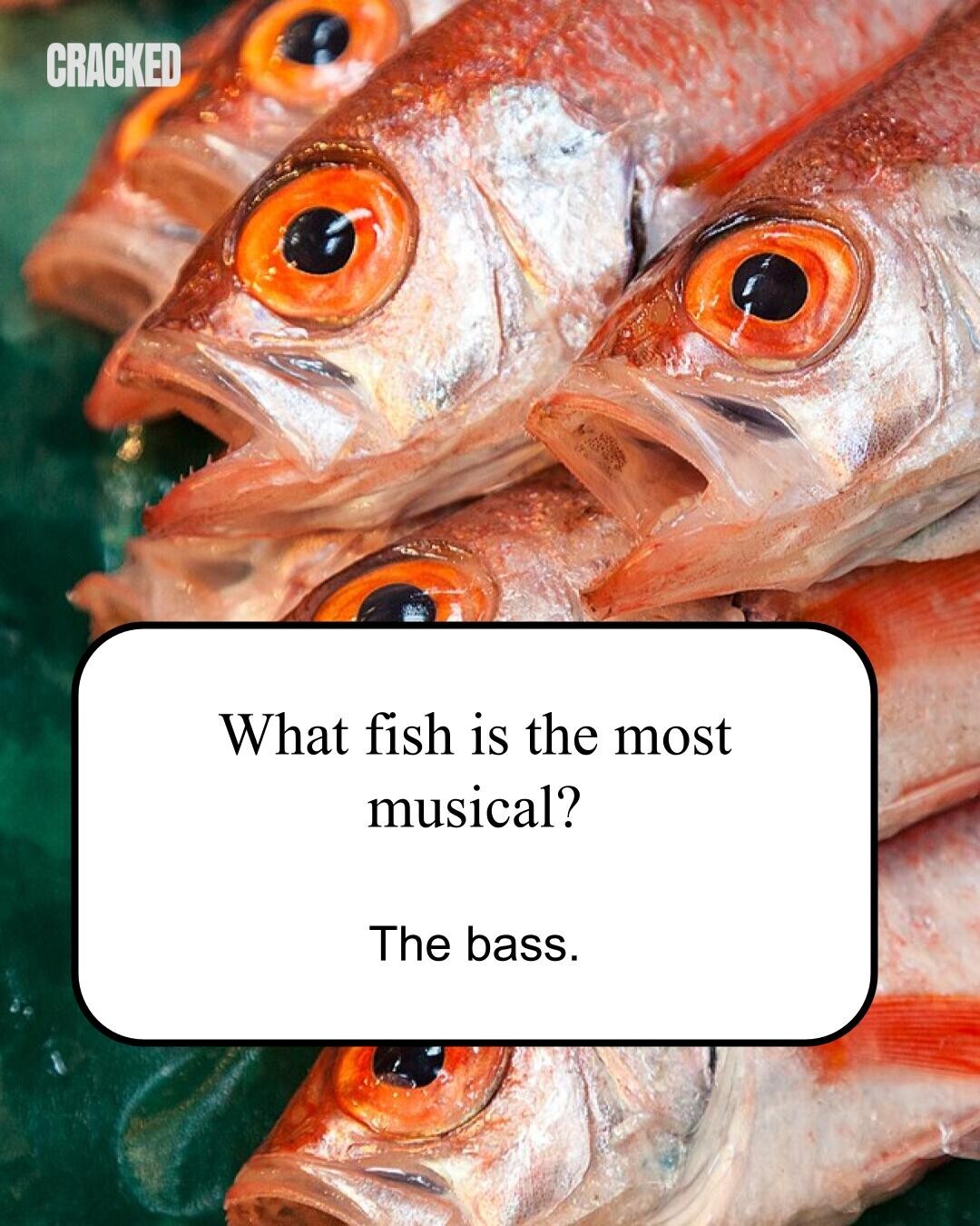 CRACKED What fish is the most musical? The bass. 