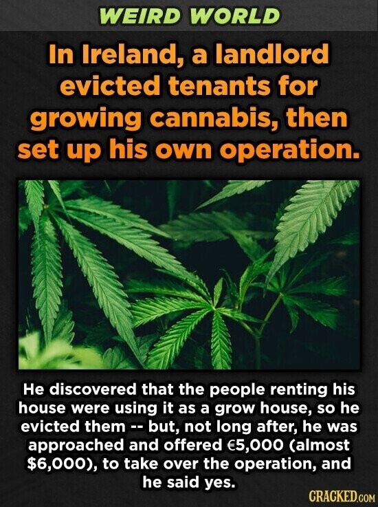 WEIRD WORLD In Ireland, a landlord evicted tenants for growing cannabis, then set up his own operation. Не discovered that the people renting his house were using it as a grow house, so he evicted them - - but, not long after, he was approached and offered €5,000 (almost $6,000), to take over the operation, and he said yes. CRACKED.COM