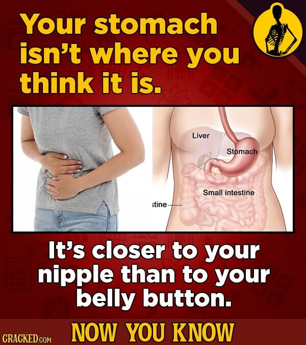 Your stomach isn't where you think it is. Liver Stomach Small intestine stine It's closer to your nipple than to your belly button. NOW YOU KNOW CRACKED.COM