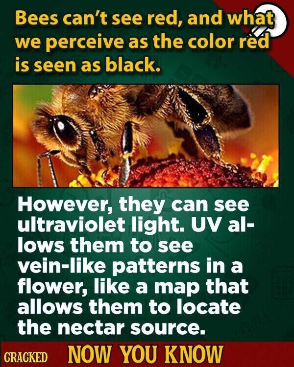 Bees can't see red, and what we perceive as the color red is seen as black. However, they can see ultraviolet light. UV al- lows them to see vein-like patterns in a flower, like a map that allows them to locate the nectar source. CRACKED NOW YOU KNOW