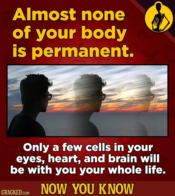 Almost none of your body is permanent. Only a few cells in your eyes, heart, and brain will be with you your whole life. NOW YOU KNOW CRACKED.COM