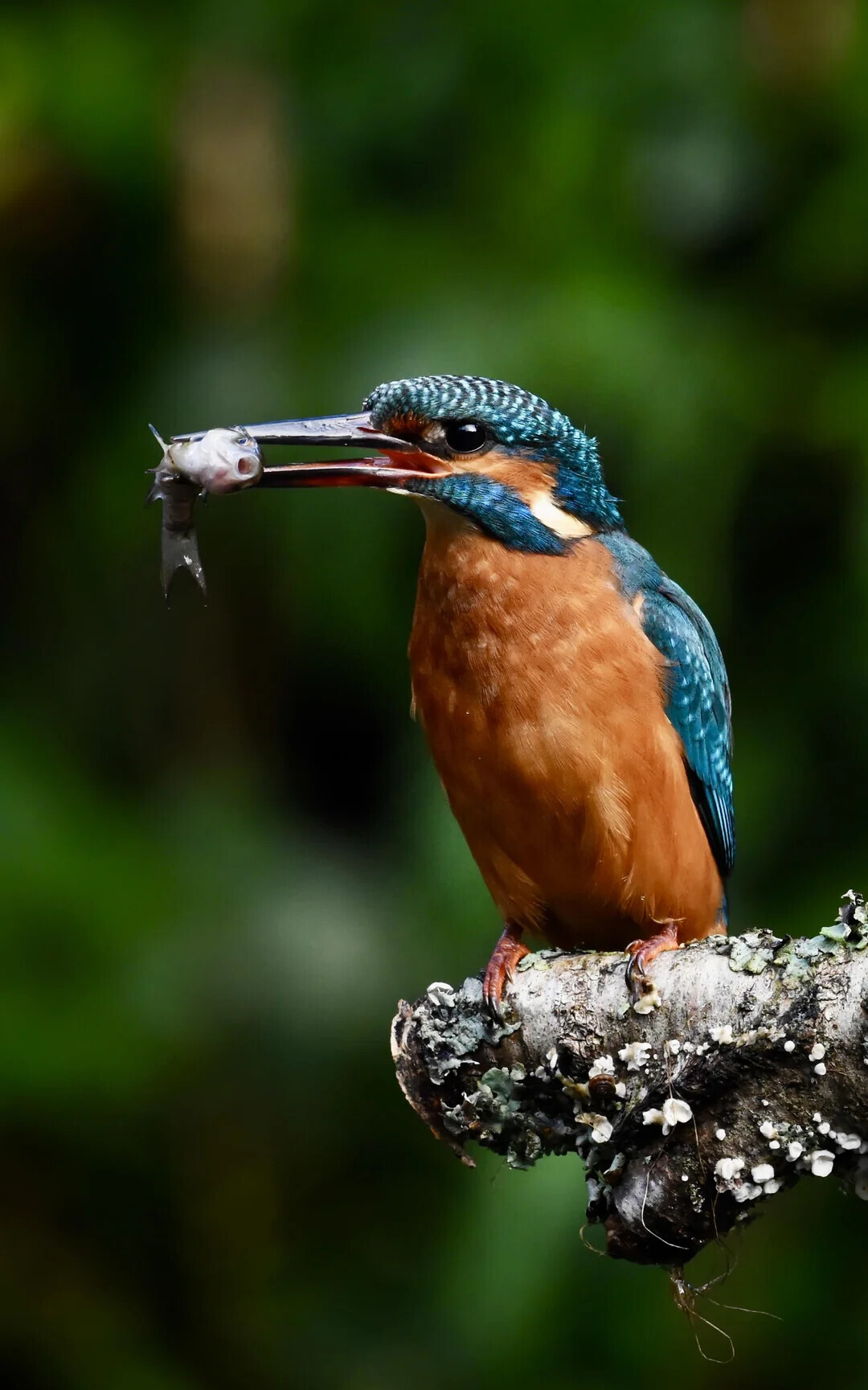 Unlikely Coincidences Captured in Real Life