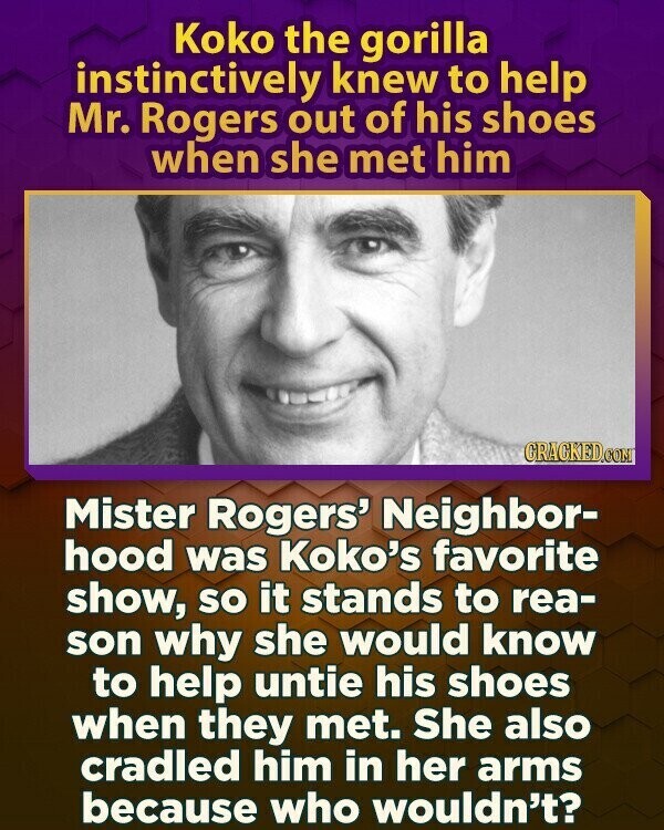 Koko the gorilla instinctively knew to help Mr. Rogers out of his shoes when she met him GRACKED.COM Mister Rogers' Neighbor- hood was Koko's favorite show, so it stands to rea- son why she would know to help untie his shoes when they met. She also cradled him in her arms because who wouldn't?