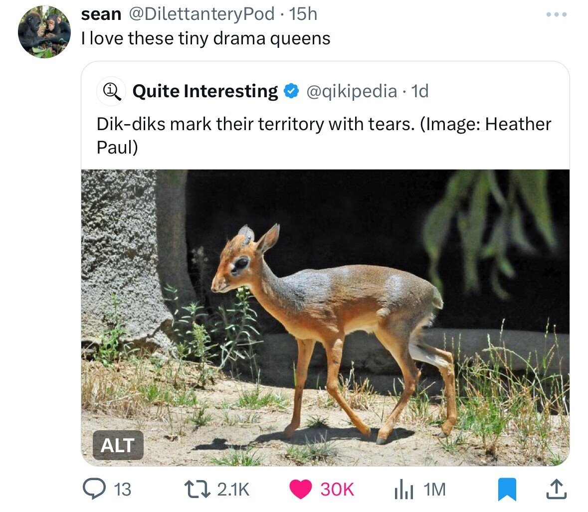 sean @DilettanteryPod . 15h I love these tiny drama queens i Quite Interesting @qikipedia 1d Dik-diks mark their territory with tears. (Image: Heather Paul) ALT 13 2.1K 30K du 1M 
