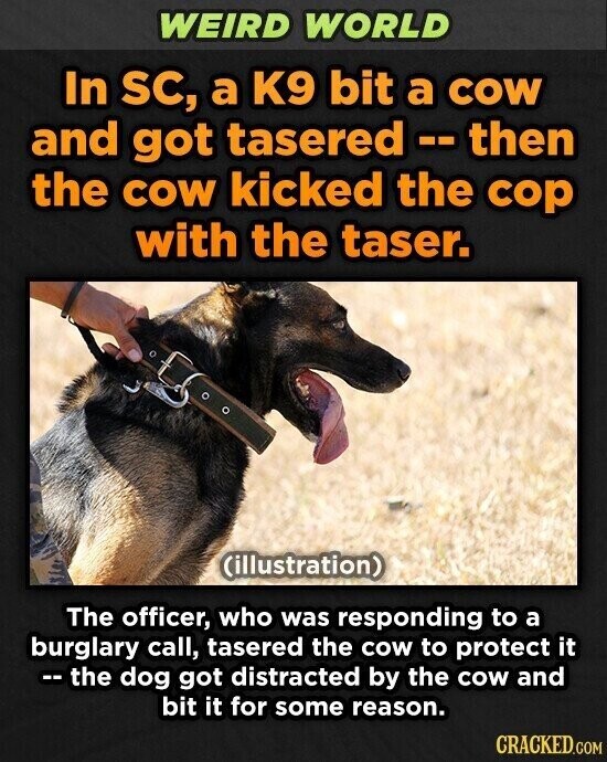 WEIRD WORLD In SC, a K9 bit a COW and got tasered --then the COW kicked the cop with the taser. (illustration) The officer, who was responding to a burglary call, tasered the cow to protect it -- the dog got distracted by the cow and bit it for some reason. CRACKED.COM