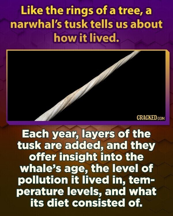 Like the rings of a tree, a narwhal's tusk tells us about how it lived. CRACKED.COM Each year, layers of the tusk are added, and they offer insight into the whale's age, the level of pollution it lived in, tem- perature levels, and what its diet consisted of.