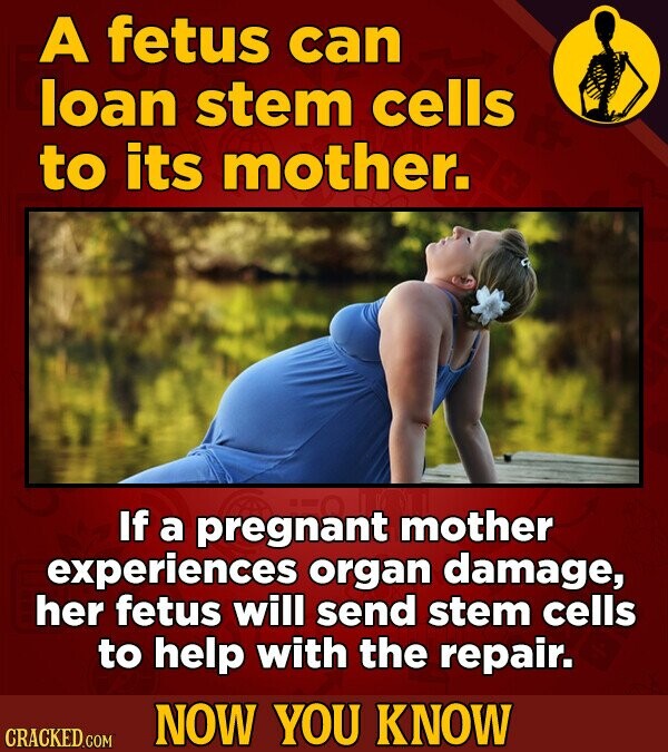 A fetus can loan stem cells to its mother. If a pregnant mother experiences organ damage, her fetus will send stem cells to help with the repair. NOW YOU KNOW CRACKED.COM