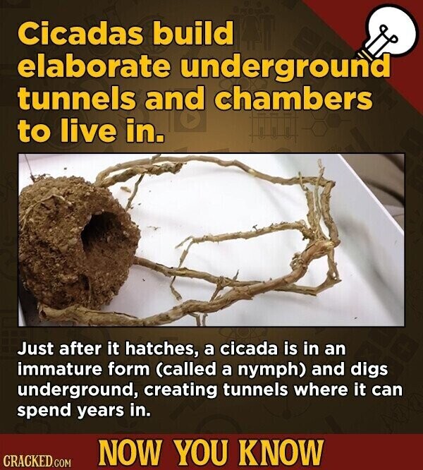 Cicadas build elaborate underground tunnels and chambers to live in. Just after it hatches, a cicada is in an immature form (called a nymph) and digs underground, creating tunnels where it can spend years in. NOW YOU KNOW CRACKED.COM