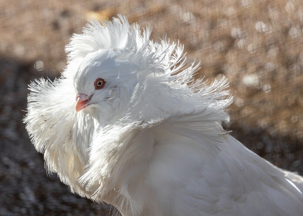 12 Awful Birds That Don’t Deserve the Power of Flight