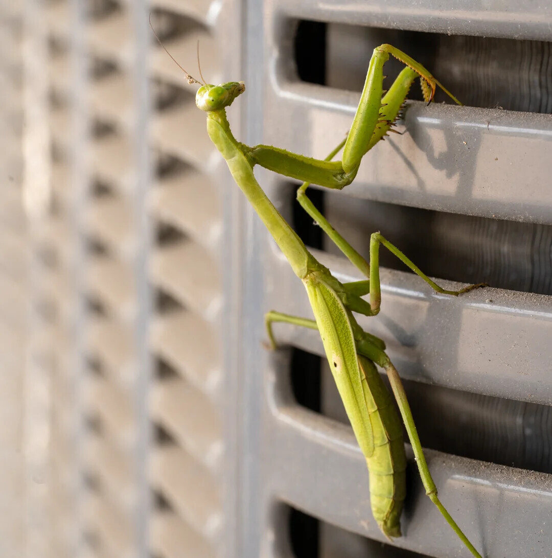 Unlikely Coincidences Captured in Real Life