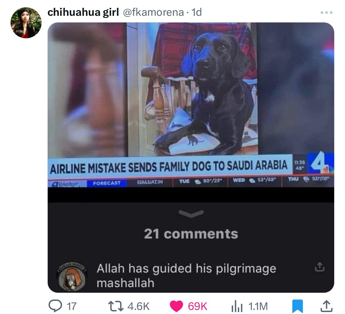 chihuahua girl @fkamorena 1d 11:36 48° 4 AIRLINE MISTAKE SENDS FAMILY DOG TO SAUDI ARABIA THU 53*/32° WED 50°/23° TUE GALNATIN * Volunteer FORECAST 21 comments EVIDAD Allah has guided his pilgrimage mashallah 17 4.6K 69K 1.1M