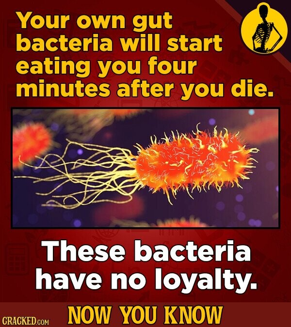 Your own gut bacteria will start eating you four minutes after you die. These bacteria have no loyalty. NOW YOU KNOW CRACKED.COM