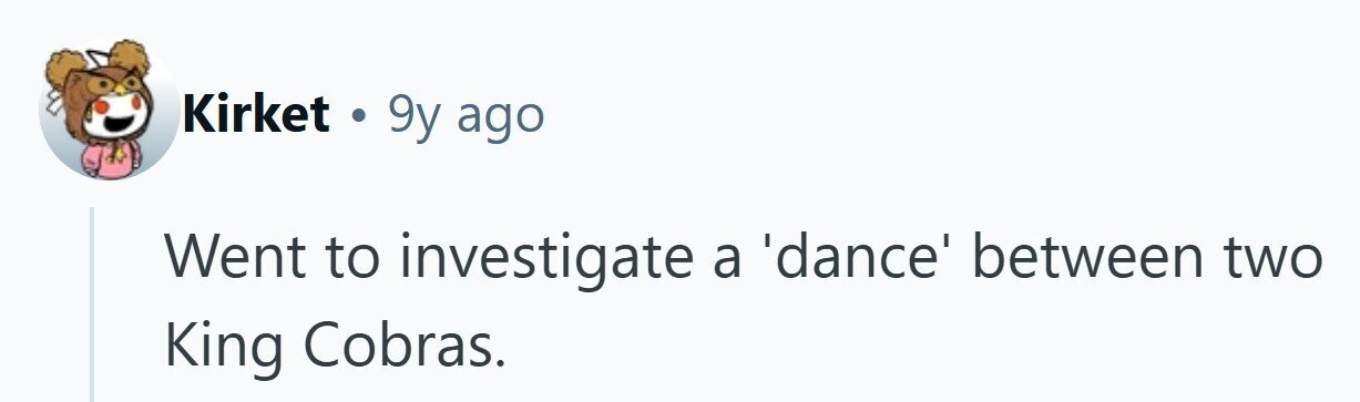 Kirket . 9y ago Went to investigate a 'dance' between two King Cobras. 