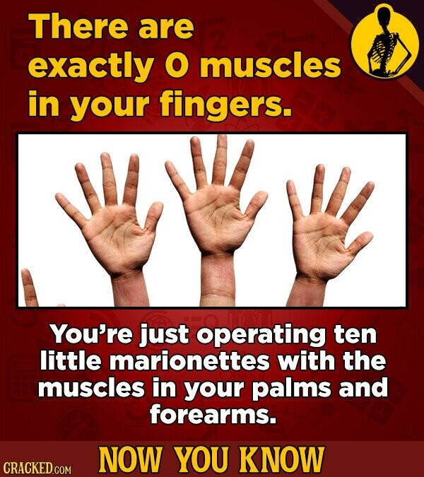 There are exactly O muscles in your fingers. You're just operating ten little marionettes with the muscles in your palms and forearms. NOW YOU KNOW CRACKED.COM