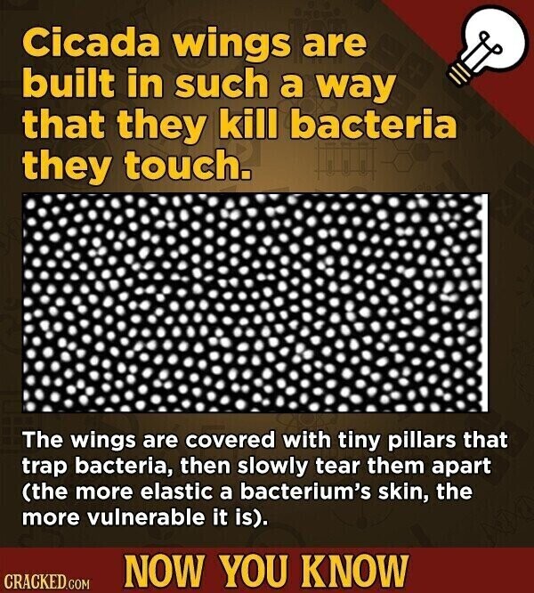 Cicada wings are built in such a way that they kill bacteria they touch. The wings are covered with tiny pillars that trap bacteria, then slowly tear them apart (the more elastic a bacterium's skin, the more vulnerable it is). NOW YOU KNOW CRACKED.COM