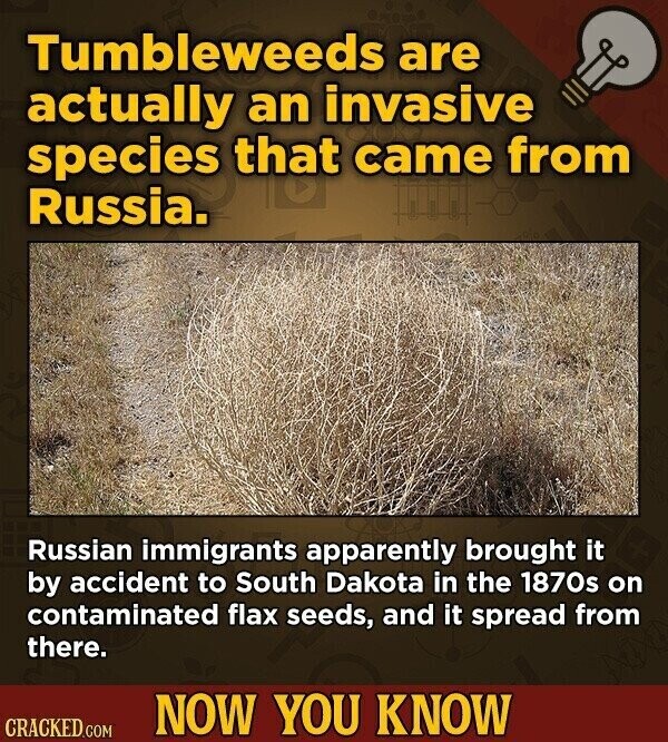 Tumbleweeds are actually an invasive species that came from Russia. Russian immigrants apparently brought it by accident to South Dakota in the 1870s on contaminated flax seeds, and it spread from there. NOW YOU KNOW CRACKED.COM