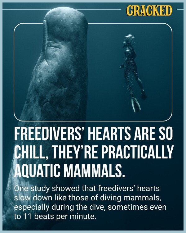 CRACKED FREEDIVERS' HEARTS ARE SO CHILL, THEY'RE PRACTICALLY AQUATIC MAMMALS. One study showed that freedivers' hearts slow down like those of diving mammals, especially during the dive, sometimes even to 11 beats per minute.
