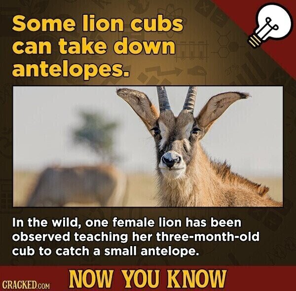 Some lion cubs can take down antelopes. In the wild, one female lion has been observed teaching her three-month-old cub to catch a small antelope. NOW YOU KNOW CRACKED.COM