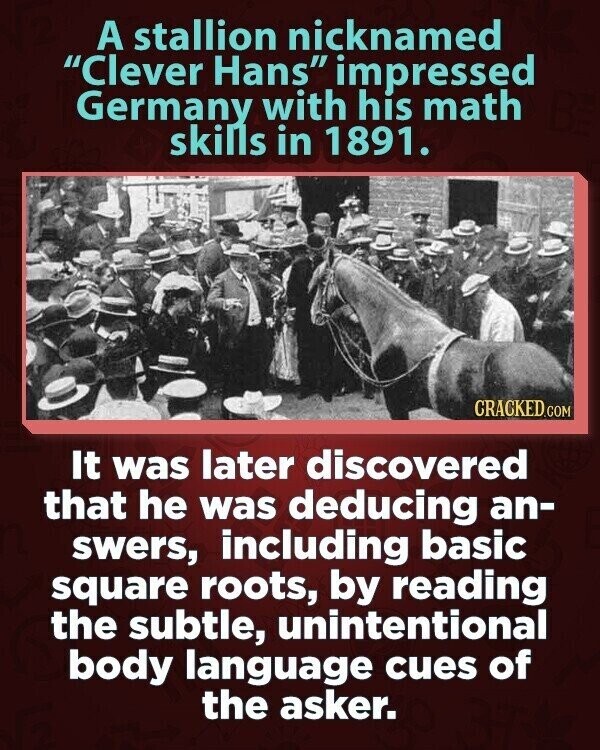 A stallion nicknamed Clever Hans impressed Germany with his math skills in 1891. CRACKED.COM It was later discovered that he was deducing an- swers, including basic square roots, by reading the subtle, unintentional body language cues of the asker.