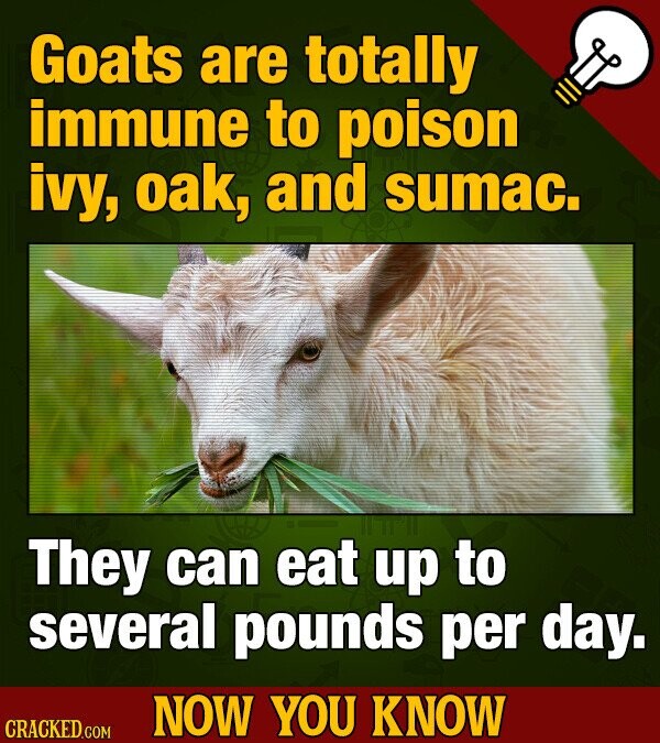 Goats are totally immune to poison ivy, oak, and sumac. They can eat up to several pounds per day. NOW YOU KNOW CRACKED.COM