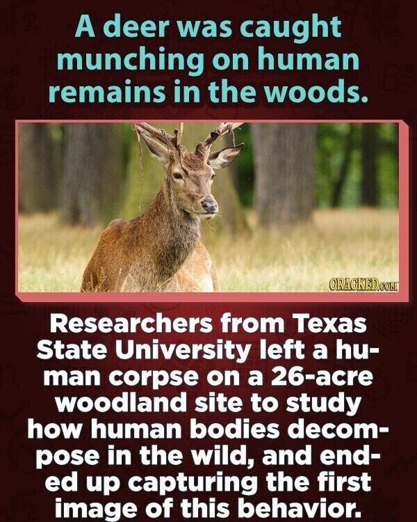 A deer was caught munching on human remains in the woods. CRACKED.COM Researchers from Texas State University left a hu- man corpse on a 26-acre woodland site to study how human bodies decom- pose in the wild, and end- ed up capturing the first image of this behavior.