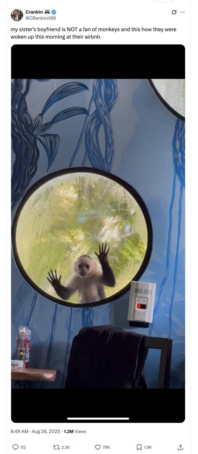 Crankin 0 ... @CRankinit69 my sister's boyfriend is NOT a fan of monkeys and this how they were woken up this morning at their airbnb 8:49 AM Aug 26, 2025 5.1.2M Views 112 2.3K 79K 1.9K 
