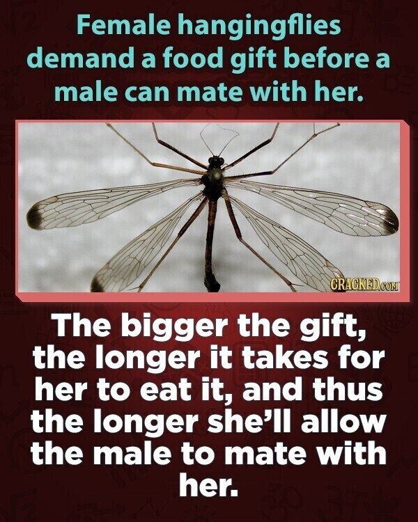 Female hangingflies demand a food gift before a male can mate with her. CRACKED.COM The bigger the gift, the longer it takes for her to eat it, and thus the longer she'll allow the male to mate with her.