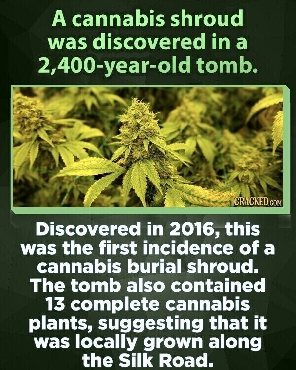 A cannabis shroud was discovered in a 2,400-year-old tomb. CRACKED.COM Discovered in 2016, this was the first incidence of a cannabis burial shroud. The tomb also contained 13 complete cannabis plants, suggesting that it was locally grown along the Silk Road.
