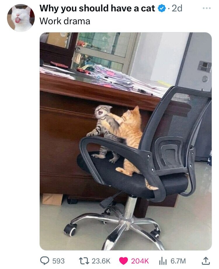 Why you should have a cat 2d ... Work drama 593 23.6K 204K 6.7M