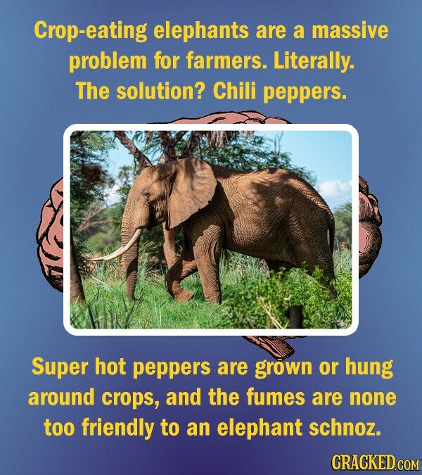 Crop-eating elephants are a massive problem for farmers. Literally. The solution? Chili peppers. Super hot peppers are grown or hung around crops, and the fumes are none too friendly to an elephant schnoz. CRACKED.COM
