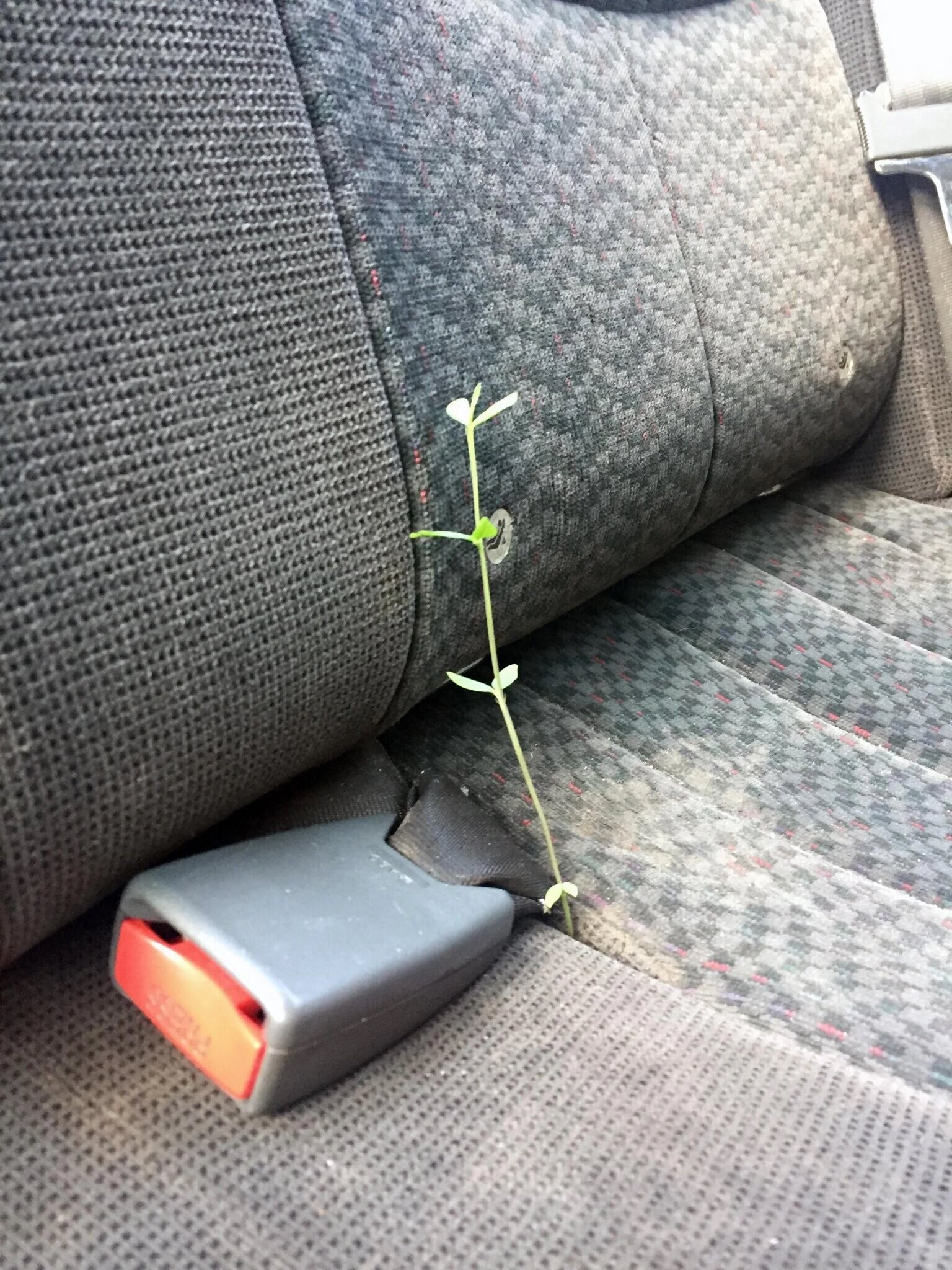 Pricey Classic Rides Claimed By the Junkyard