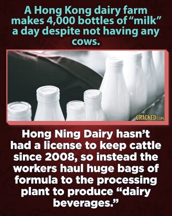 A Hong Kong dairy farm makes 4,000 bottles of milk a day despite not having any cows. CRACKED.COM Hong Ning Dairy hasn't had a license to keep cattle since 2008, so instead the workers haul huge bags of formula to the processing plant to produce dairy beverages. 