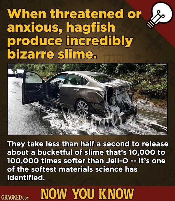 When threatened or anxious, hagfish produce incredibly bizarre slime. They take less than half a second to release about a bucketful of slime that's 10,000 to 100,000 times softer than Jell-O - it's one of the softest materials science has identified. NOW YOU KNOW CRACKED.COM