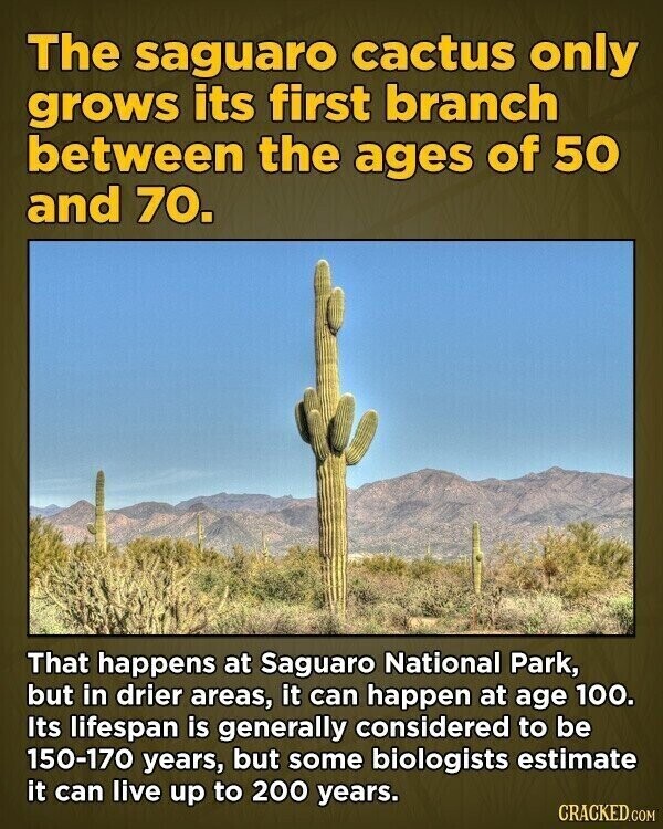 The saguaro cactus only grows its first branch between the ages of 50 and 70. That happens at Saguaro National Park, but in drier areas, it can happen at age 100. Its lifespan is generally considered to be 150-170 years, but some biologists estimate it can live up to 200 years. CRACKED.COM