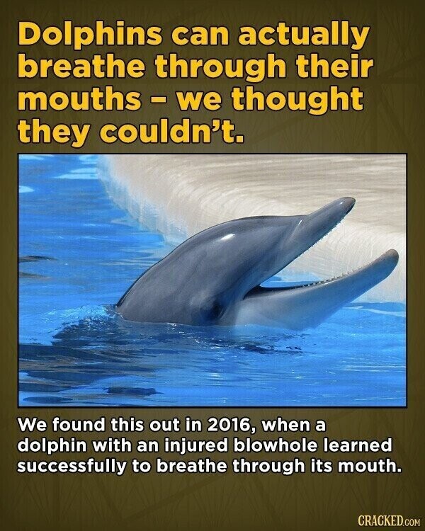 Dolphins can actually breathe through their mouths - we thought they couldn't. We found this out in 2016, when a dolphin with an injured blowhole learned successfully to breathe through its mouth. CRACKED.COM