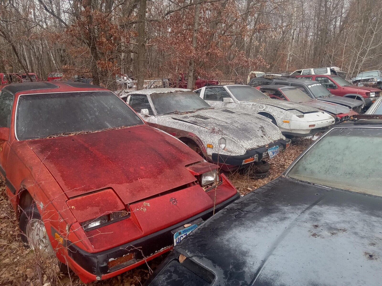 MOSSTOLLO ZW 564 Minnesota UCZ 