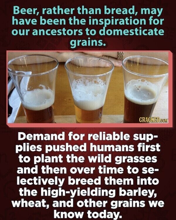 Beer, rather than bread, may have been the inspiration for our ancestors to domesticate grains. CRACKED.COM Demand for reliable sup- plies pushed humans first to plant the wild grasses and then over time to se- lectively breed them into the high-yielding barley, wheat, and other grains we know today.
