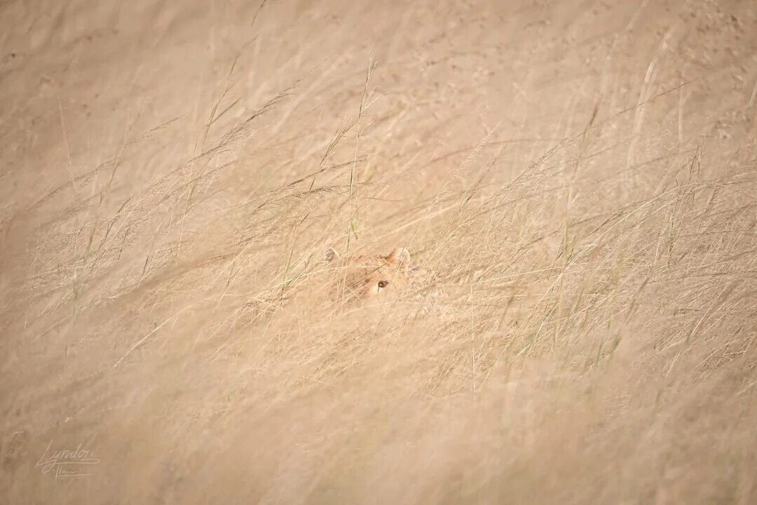 Puzzling Photos Playing Tricks With Your Eyes