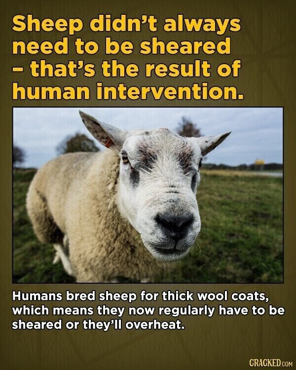 Sheep didn't always need to be sheared - that's the result of human intervention. Humans bred sheep for thick wool coats, which means they now regularly have to be sheared or they'll overheat. CRACKED.COM